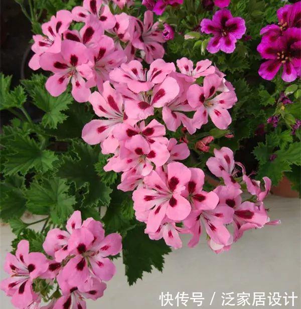 每种■110种天竺葵,每种都超美,看看你认识多少种?