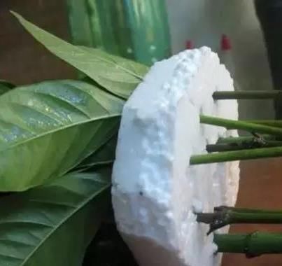  水里■绿化带里剪根枝，丢水里7天就生根，1个大花盆还装不下！