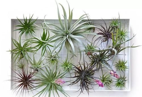 『浴室里面』浴室里的7个布置植物创意,都是一些耐阴喜湿的观叶植物