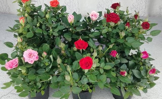  技巧@自己也能种玫瑰花！学会这些技巧，就能送给自己浪漫惊喜！