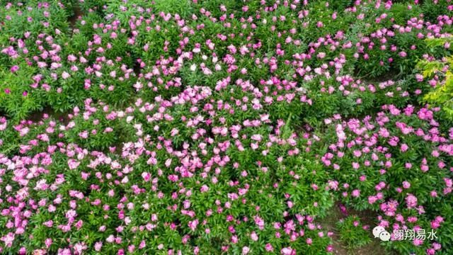  「同赏」母亲节，送花不如赏花，伴母同赏芍药花