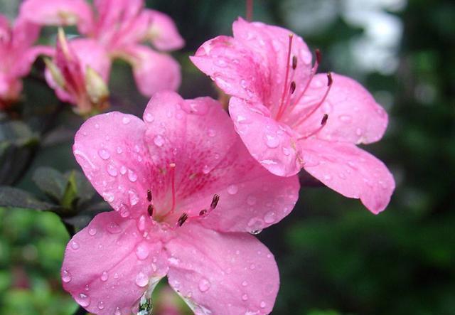  『室内』适合室内盆栽养护的5种花，花大色艳、花期长，满屋飘雪，美极了