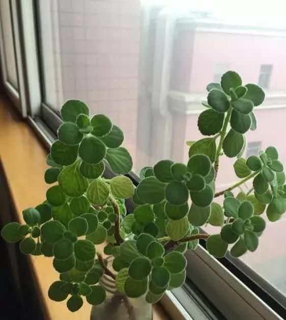  花钱买■“4种花”不用花钱买,折根枝条放水中,半个月生根,好养活的很