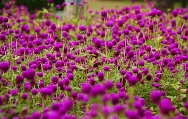 前方花海高能，这些花儿你能认出几种？