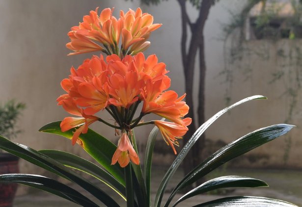 「花芽分化」君子兰不开花怎么办?记住这几招,年年开爆盆