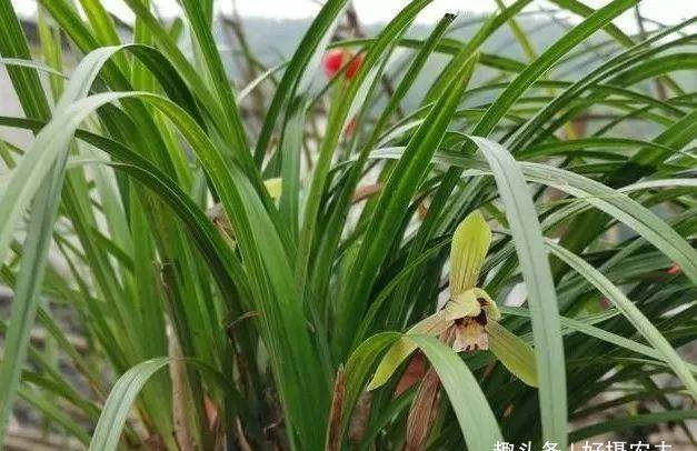  「植物」兰花、菖蒲、麦冬，三种最容易混淆的植物，知道这些就不会买错