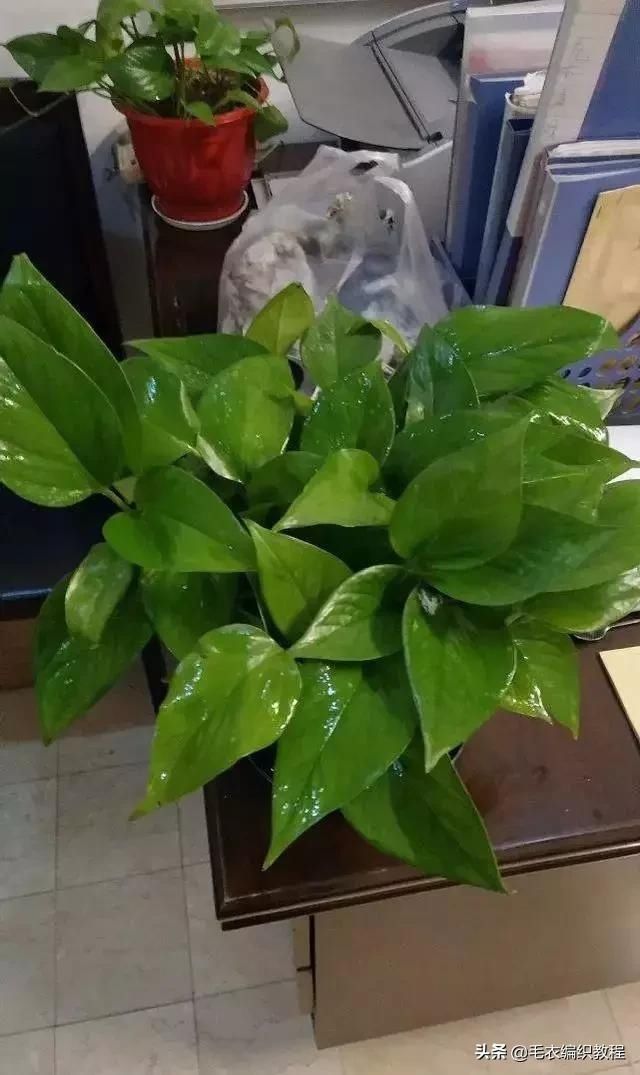 『出油』绿萝最爱四样东西,用了之后长得贼快,抽芽贼多,叶子绿出油