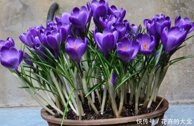 神灵|此花寓意“爱恋当中不同感受”,草本植物中的神灵之花!芳香迷人