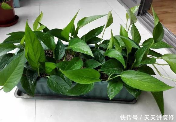 『绿萝』养花技巧:春天赶紧扦插绿萝,扯根枝插3盆,5种方法个个好活!