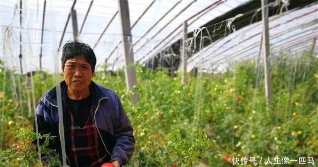  「大棚」农村老汉用儿子在日本打工挣的70万建8个大棚，为省钱抽