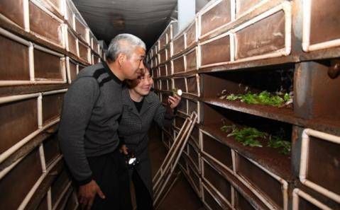  王大妈|河南农村夫妇养蜗牛20万只，每斤10元，年收入10多万元