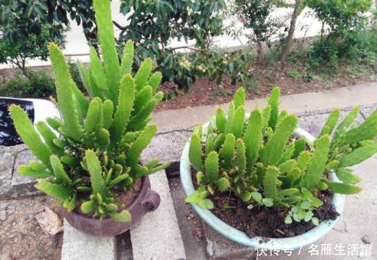  「绿萝」这3种植物“吸甲醛”，比绿萝、吊兰“强10倍”，回家赶紧养1盆！