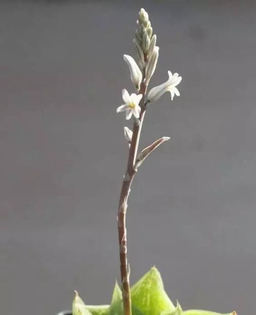  「玉露」水晶掌（宝草、玉露）的养护介绍