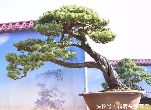  [栽种盆景]玩盆景，已成为当下追求高品质生活的一股潮流