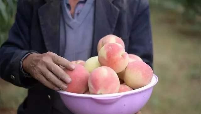  [眼神]冬桃旺季遭压价，1元一斤卖不掉，过去卖8块，农民的眼神