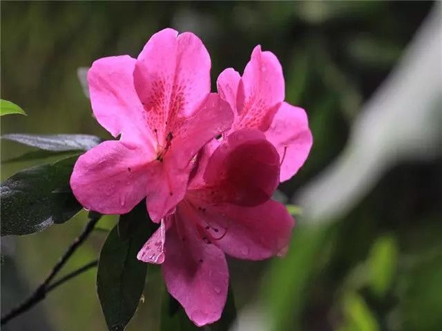 这几种植物很适合做盆景在家养护，依然充满花香观赏性高! 养花