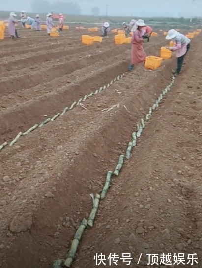 女子放假回到农村老家,发现村里空无一人,全村都在地里埋棍子！