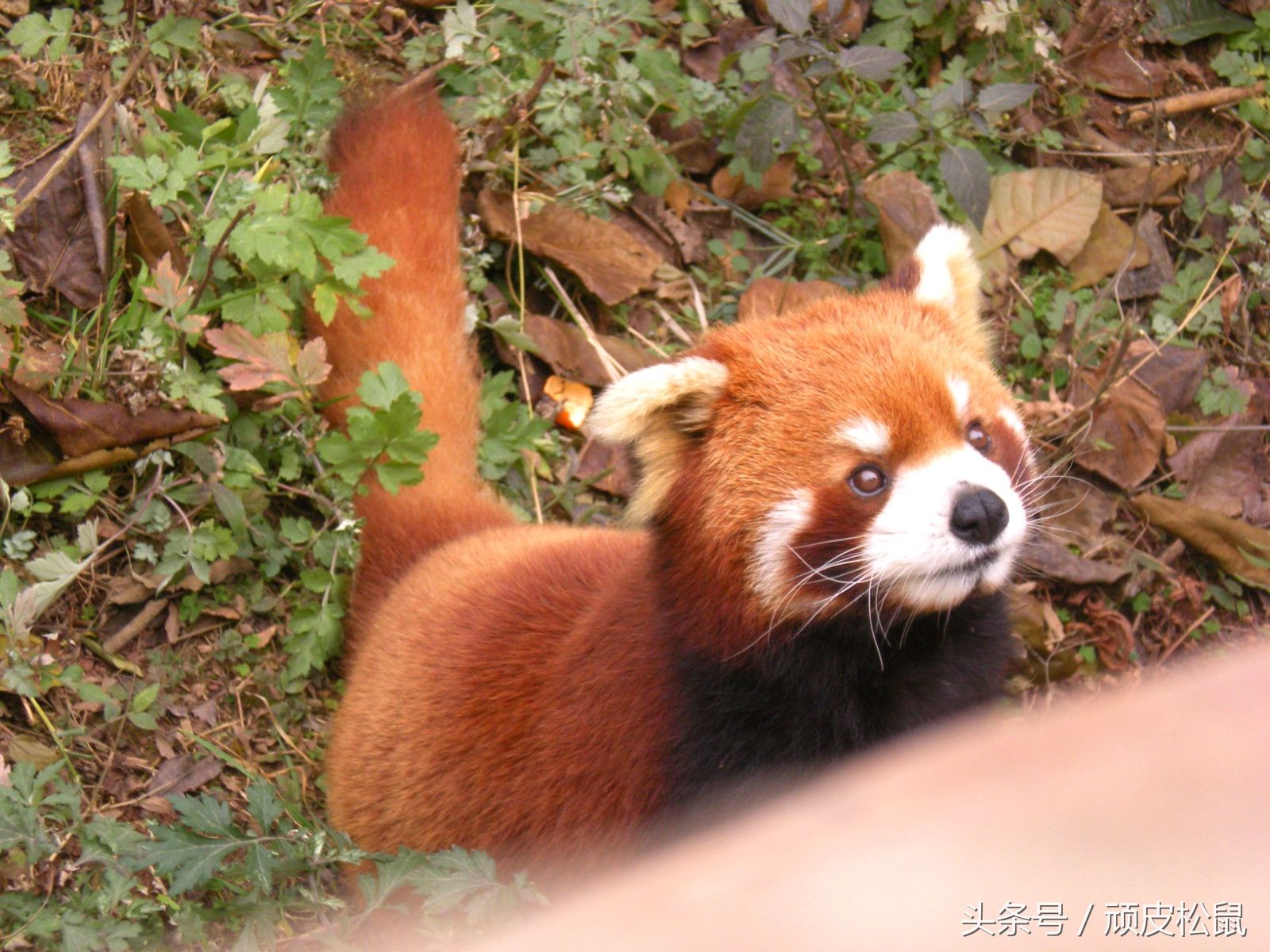 五一国内最热门景点榜单出炉,第一名果然是这