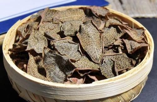  『植物』在树下，1种植物“珍贵”，人称“金线兰”，殊不知1斤“450元”