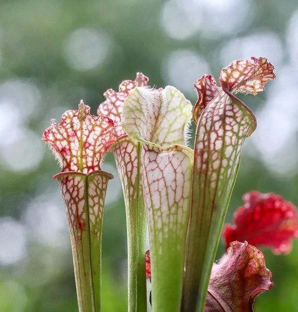  『夏季』这3种植物“爱吃肉”，夏季可捕捉蚊蝇，为家健康保驾