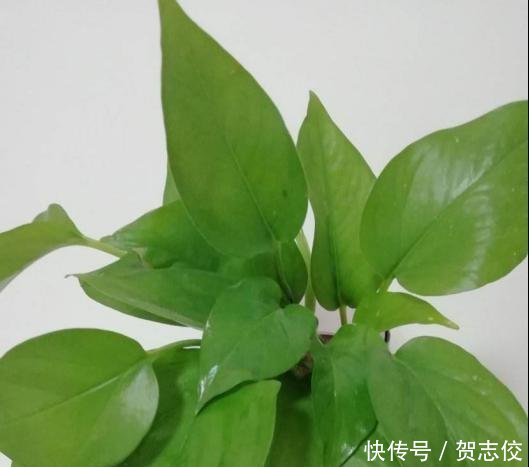 『守望』守望幸福之花绿萝,家庭种植有讲究,要注意这几点!