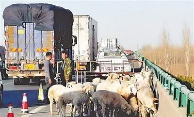 [高速路]小货车爆胎失控侧翻 20多只羊被甩高速路