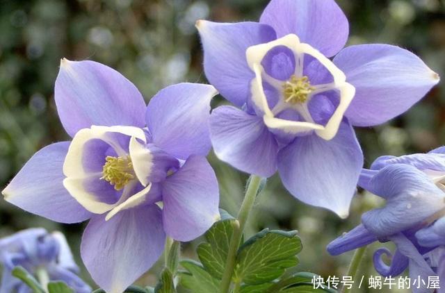  「俗气」3种花名字很俗气，但开花很鲜艳，爆盆也很简单，一年四季能赏花