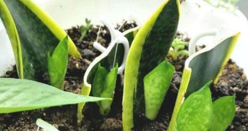 适合:这5种花草,适合在春天扦插,掐个枝条插土里,大白根呼呼地冒!