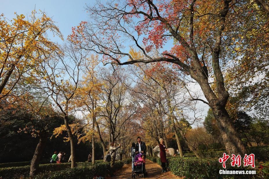 南京紫金山古道色彩斑斓吸引游客