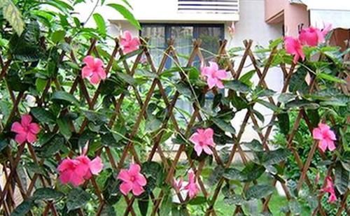  『漂亮』这种花卉花色漂亮，花香四溢飘满屋，适合做室内盆栽，比吊兰好养