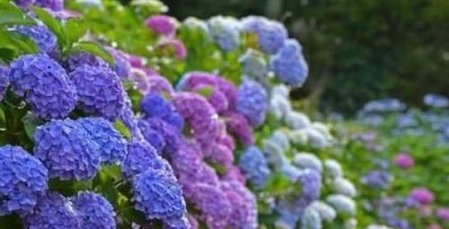 『长出』养绣球“修剪”要做对,花期必开花,花开几百朵,变成“大花球”