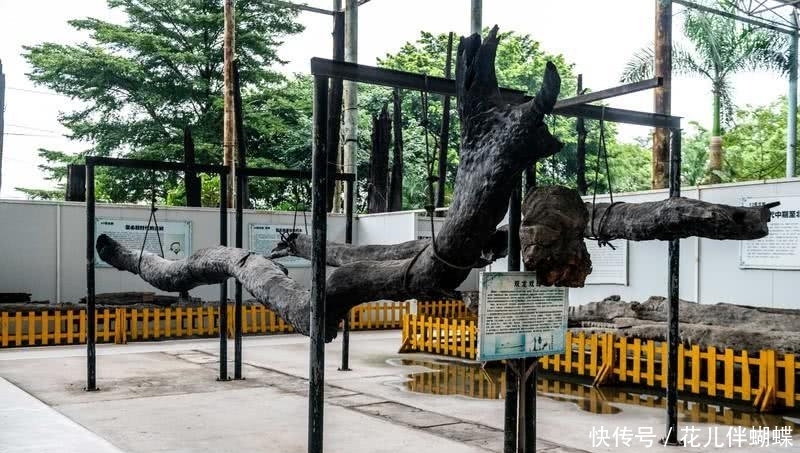 广东最“奇怪”的景点，这里的树木竟变成了玉，你知道为什么吗？