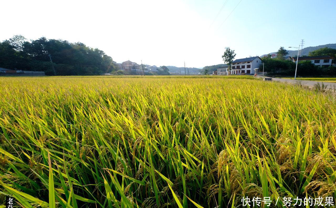  铜像|湖南：湘潭韶山冲成圣地，主席家乡屹立铜像俯看苍生