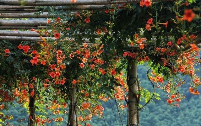  『植物』阳台养了“攀爬花”，几个月长满了，开花成簇，花色明亮！