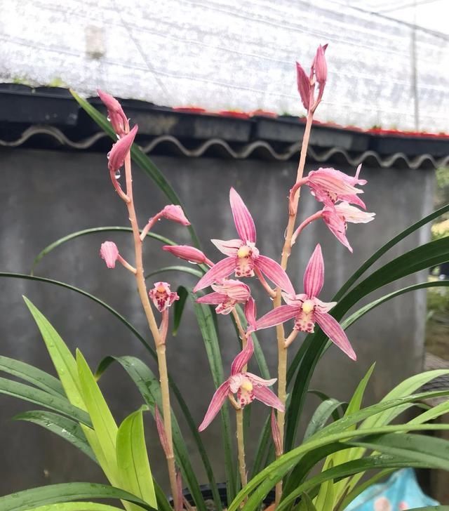  【花美】此兰花养护容易，一年开花多次，花美香浓，价格便宜，很适合新手
