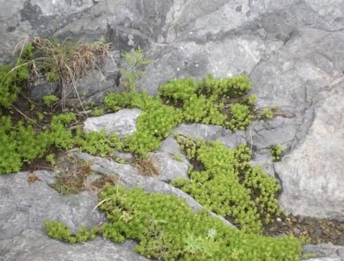  『回家』此种野生“多肉植物”，河边常见到，挖回家1棵，养30天变10棵！