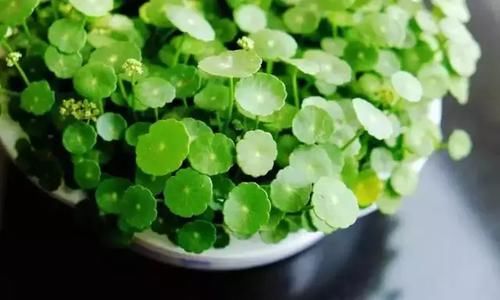  「充足」六种不怕水多的植物，频繁浇水也能长满一盆的绿植