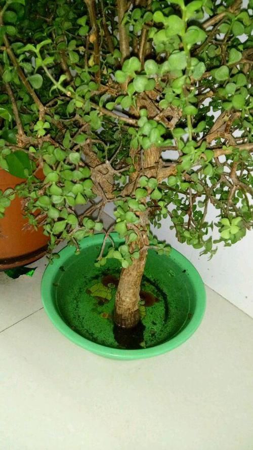  爆满■金枝玉叶晒伤了？换个位置养，3天复元气，泼泼辣辣爆满盆