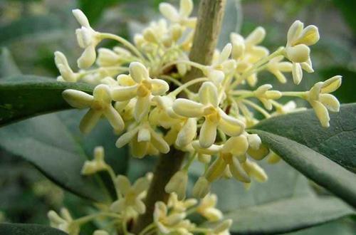 月月桂花的养殖方法和注意事项