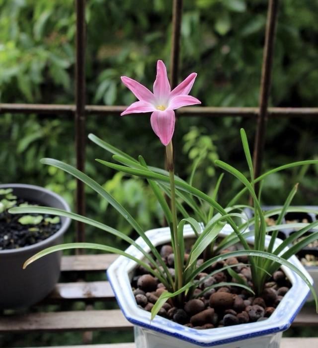 【耐热】3种花很好养,耐热耐晒又耐旱,夏天也能开爆盆,家里养出小花园