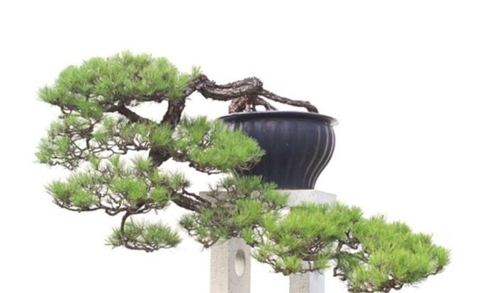  「难度」喜欢悬崖式，就是造型有难度？其实只因为心中没图，这里参考有数