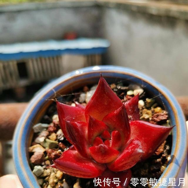 【时节】多肉在美好时节里尽情绽放吧!