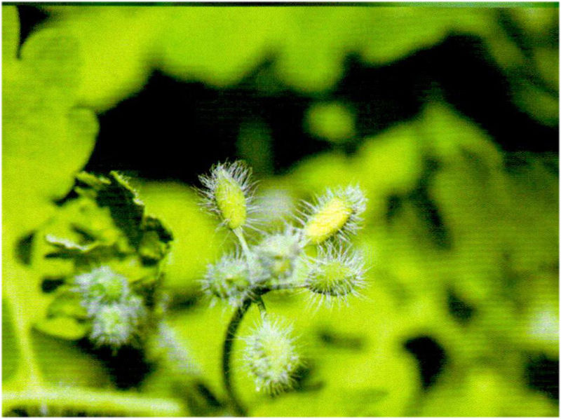 「毒门」植物界三大毒门世家