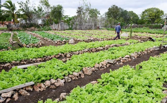 如今在农村，你要是会干、能干一定是大有前程的！干什么赚钱呢？