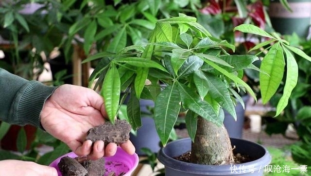  种植：等着去公园转一转，运气好捡到好多花，这样救还能开花