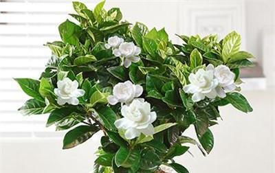  盆土■栀子花移栽后要浇水吗