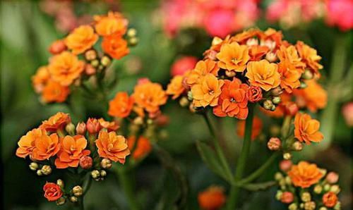  「简单」适合养的3种花，爆盆简单好养活，开花漂亮抓人眼球，美极了