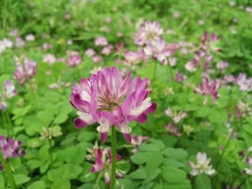 农村野草“劳资花”，全身是宝，你们那里叫什么？