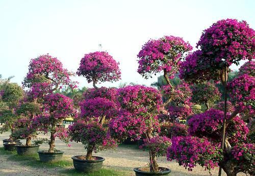  【阳光照射】做好3点养护技巧，三角梅开花量大，生长茂盛，大家看见都喜欢