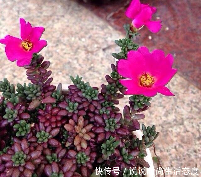 『像太阳花』多肉紫米粒,繁殖最容易,一粒变一群,3个月溢出盆